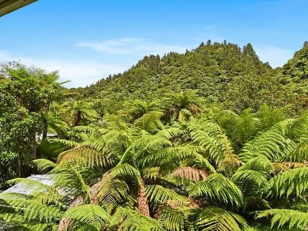 Ponga Forest *